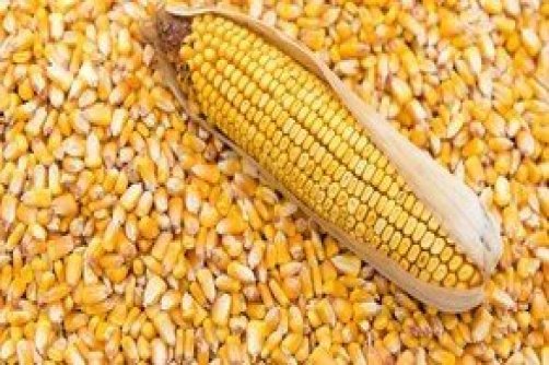 گشایش مذاکرات برزیلی‌ها برای فروش مستقیم ذرت به ایران