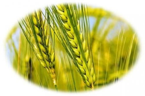 الگوی کشت ضرورتی اجتناب‌ناپذیر در شرایط اقلیمی جدید