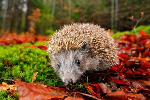 آزمایش پلاستیک پستانداران کوچک مثبت شد