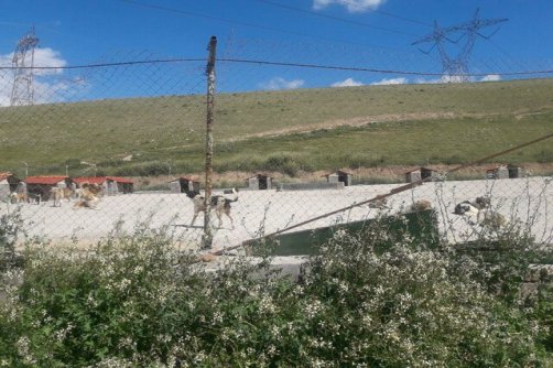 قدیمی بودن برخی مناطق پایتخت از دلایل افزایش موش‌ها/ رهاسازی سگ‌های ولگرد از شهرهای همجوار در تهران