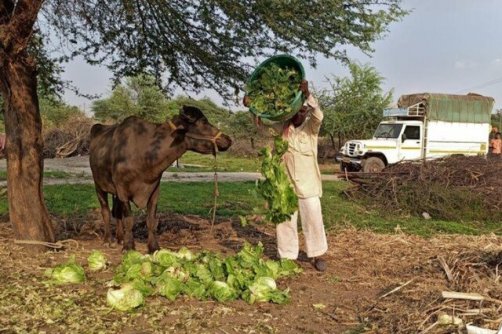 گوشت بوفالوی هندی در بازار ایران/ واردات برای جبران کسری، تولید در انتظار حمایت