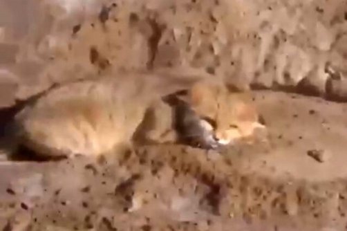 مشاهده گربه شنی برای نخستین بار در قم 