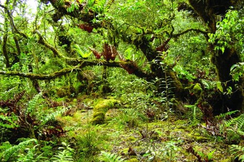 توافق تاریخی در کنفرانس تنوع زیستی سازمان ملل