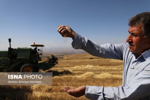  عضو کمیسیون کشاورزی اتاق ایران: برای پرداخت پول گندم‌کاران هر چه زودتر فکری بشود