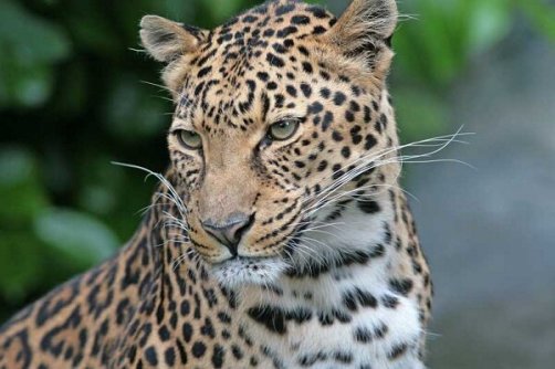 تصویربرداری از پلنگ ایرانی در ارتفاعات گیلان