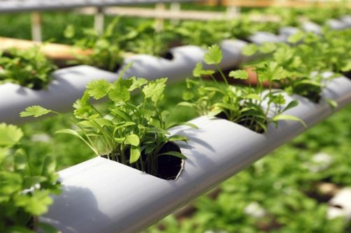 70 درصد اراضی کشاورزی نطنز سنتی اداره می‌شود 