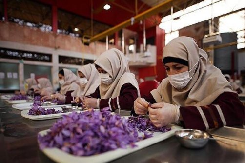 نصف بیشتر تعاونی‌های کشور، تولیدی هستند