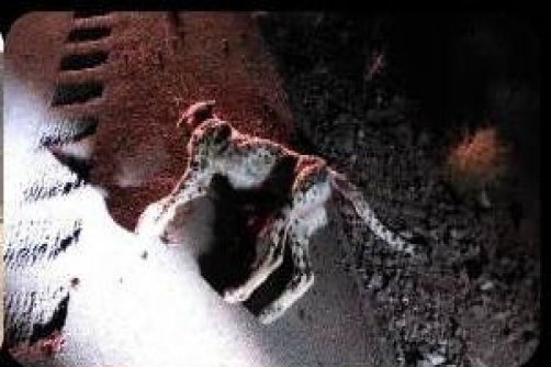 تصادف توله یوز آسیایی در اطراف منطقه حفاظت شده توران