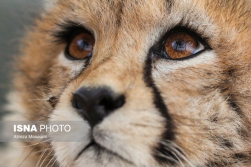 «پیروز» در کنار «توران» و «آذر»؟