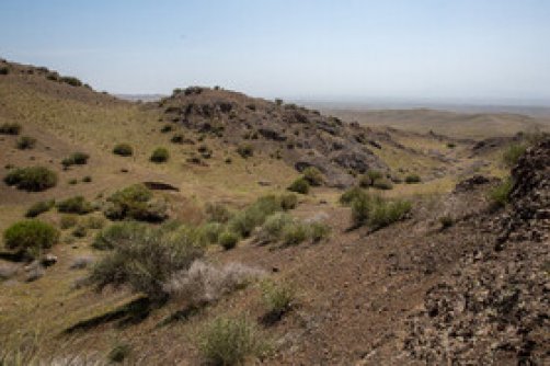 شکوفه هایی به ارزش حیات